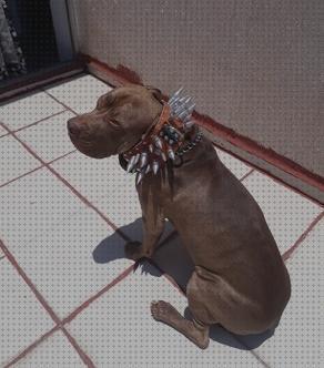 Los Mejores Collares De Picos Para Perros Pitbull Mes