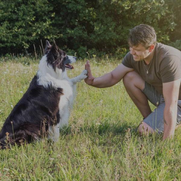 Las 26 Mejores Correas Recomendables Para Cachorros Border Collie Y