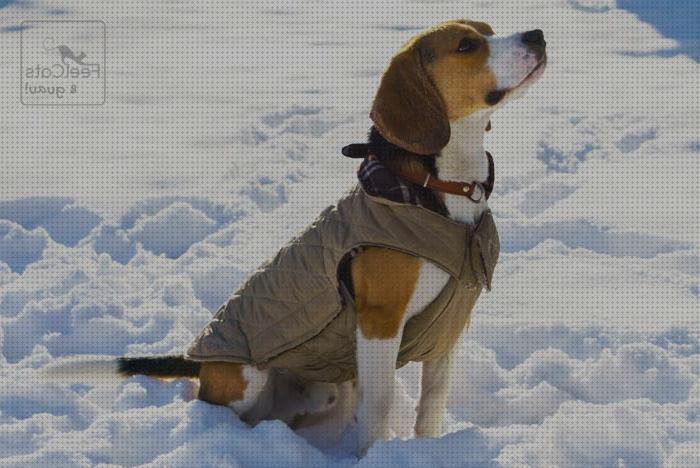 ¿Dónde poder comprar abrigos abrigos para beagles?