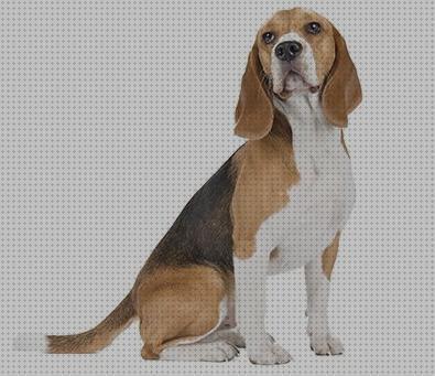 Review de abrigos para beagles