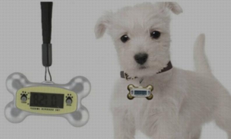Review de accesorios inovadores para mascotas