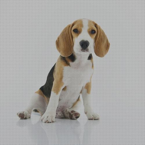 Review de accesorios para beagle