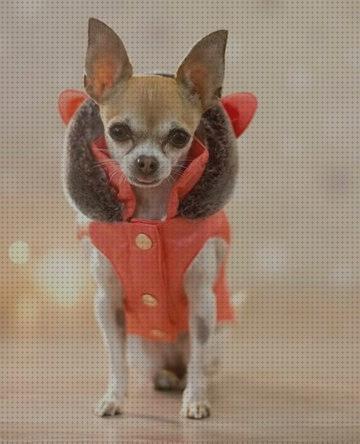 Los mejores 18 Accesorios Para Chihuahuas Machos