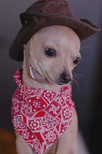 Análisis de los 15 mejores Accesorios Para Chihuahuas Otys