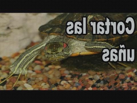Review de accesorios para cortar uñas a tortugas de agua