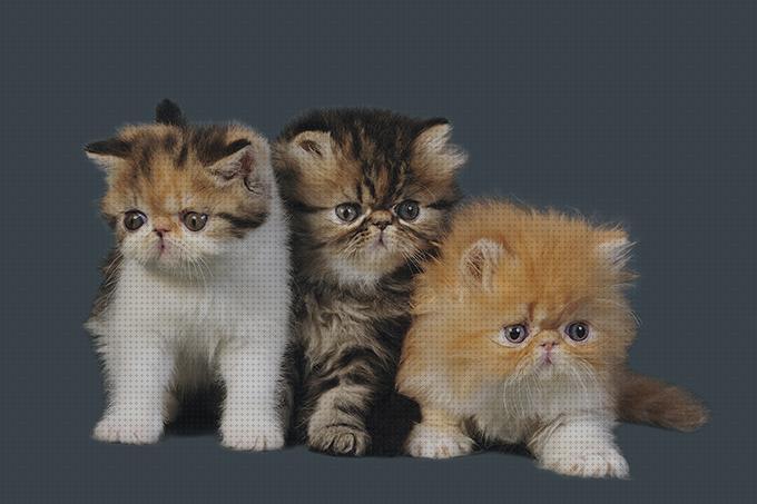 ¿Dónde poder comprar accesorios gatos accesorios para gatos persa?