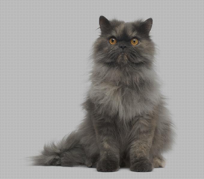 Las mejores accesorios gatos accesorios para gatos persa