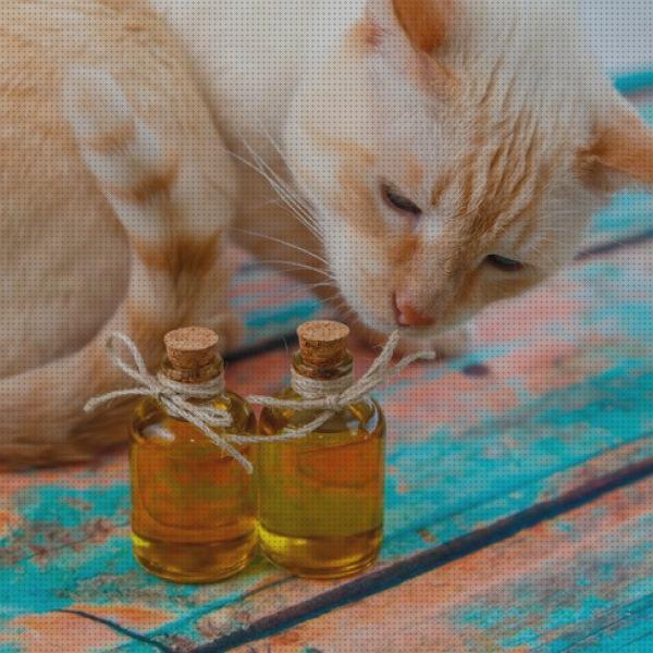 Review de los 28 mejores aceites para gatos a la venta