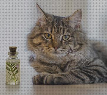 Las mejores marcas de aceites gatos aceites esenciales toxicos para gatos