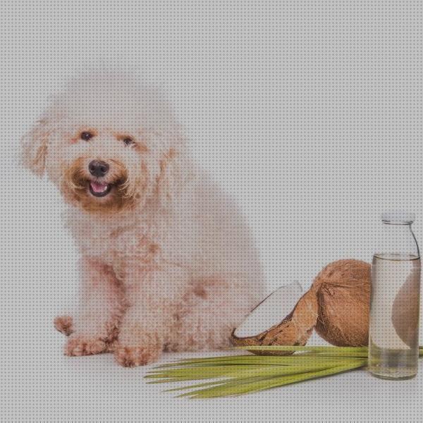¿Dónde poder comprar aceites mascotas aceites para alimentacion de mascotas?