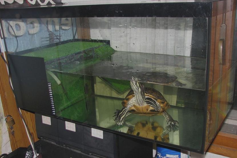 Review de los 22 mejores acuatios para tortugas a la venta