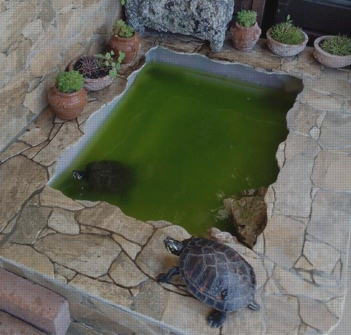 Las mejores tortugas acurio para tortugas de agua y de tierre