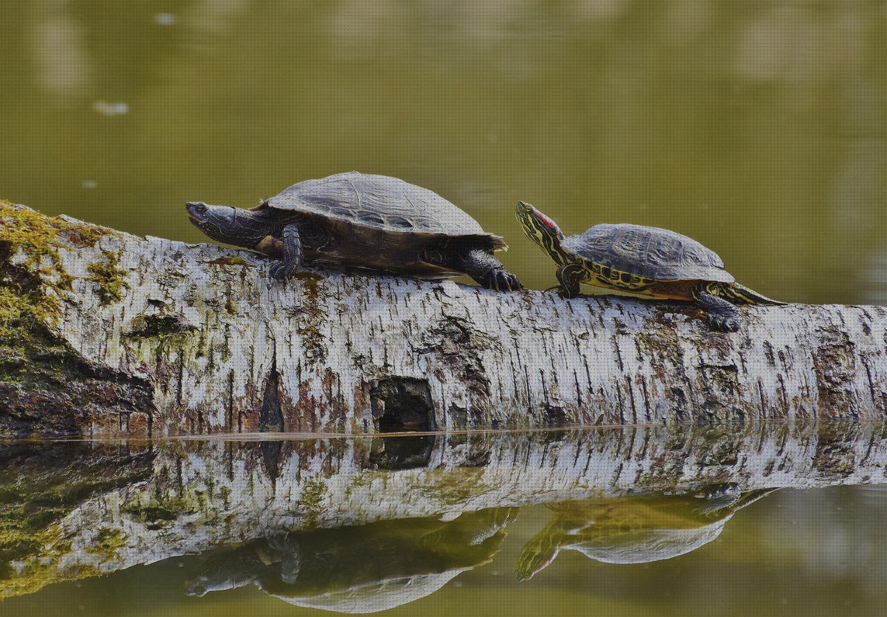 ¿Dónde poder comprar tortugas acurios para tortugas?