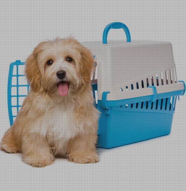 Las mejores marcas de transportar mascotas agencia para transportar mascotas