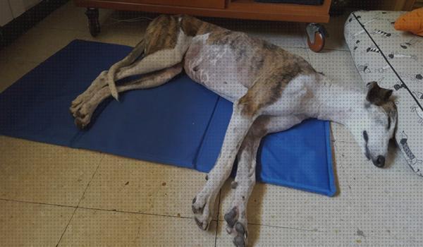 Las mejores alfombras mascotas alfombra refrescante para mascotas