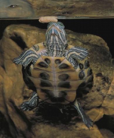 ¿Dónde poder comprar tortugas alimentar?