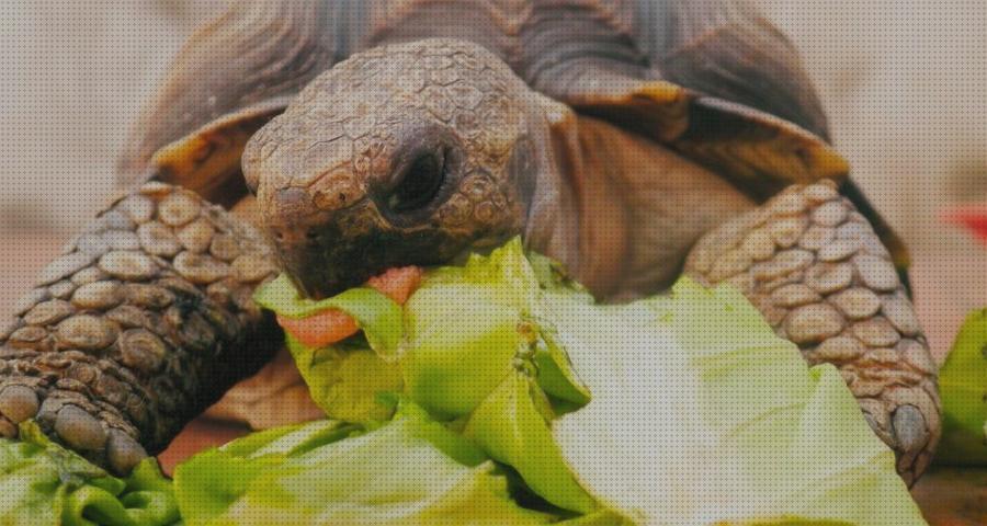 Las mejores marcas de tortugas alimentar