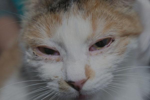 Las mejores marcas de amoxicilina gatos amoxicilina humana para gatos