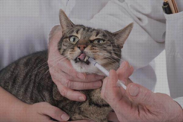 ¿Dónde poder comprar amoxicilina gatos amoxicilina para gatos resfriados?