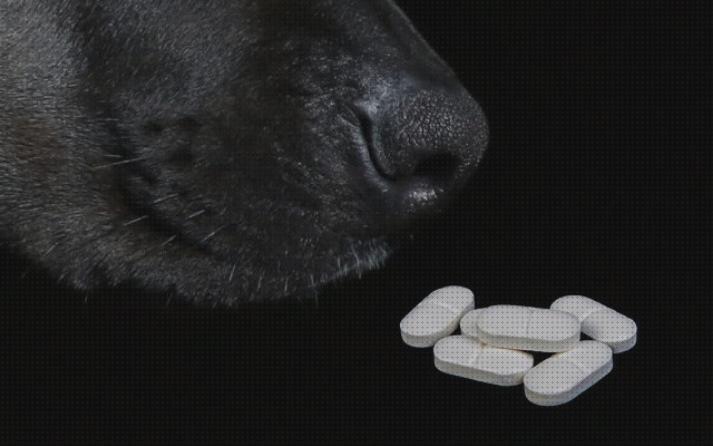 ¿Dónde poder comprar antiinflamatorio perros analgésico antiinflamatorio para perros?