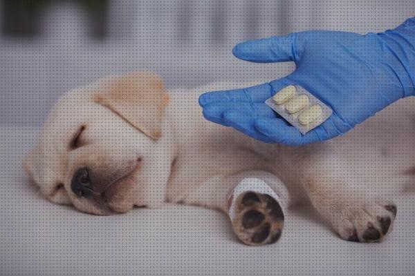 Las mejores marcas de antiinflamatorio perros analgésico antiinflamatorio para perros