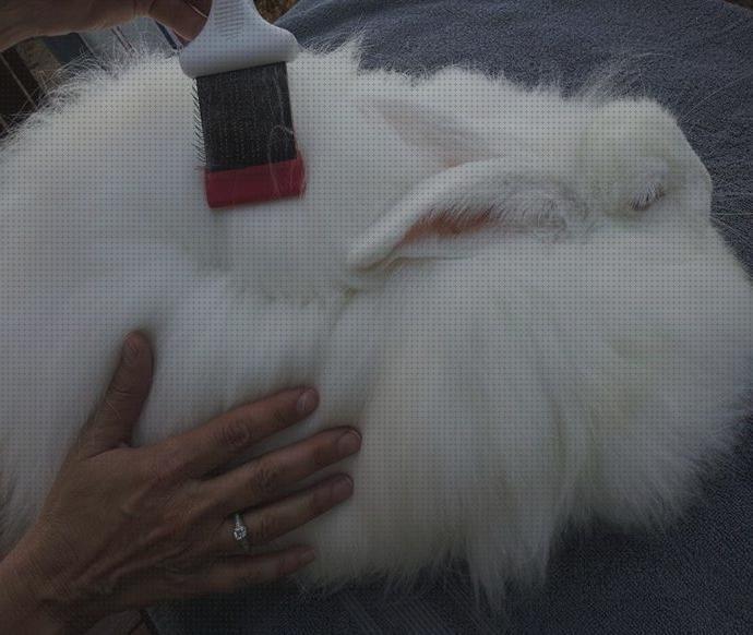 ¿Dónde poder comprar conejos angora?