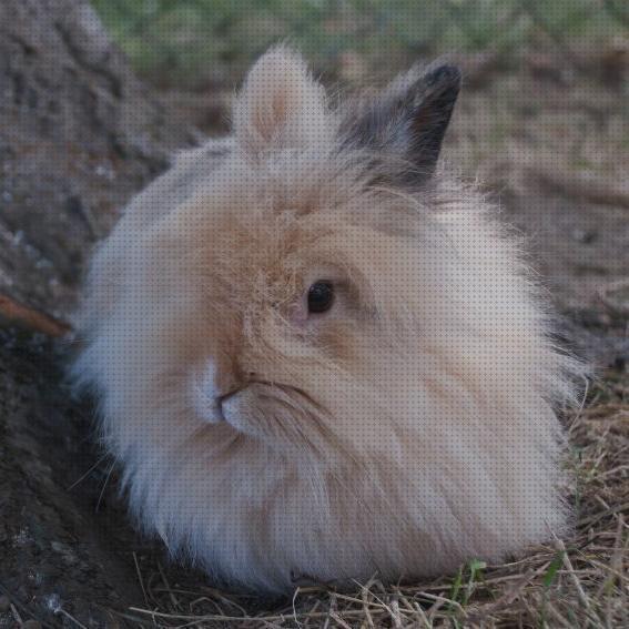 Las mejores conejos angora