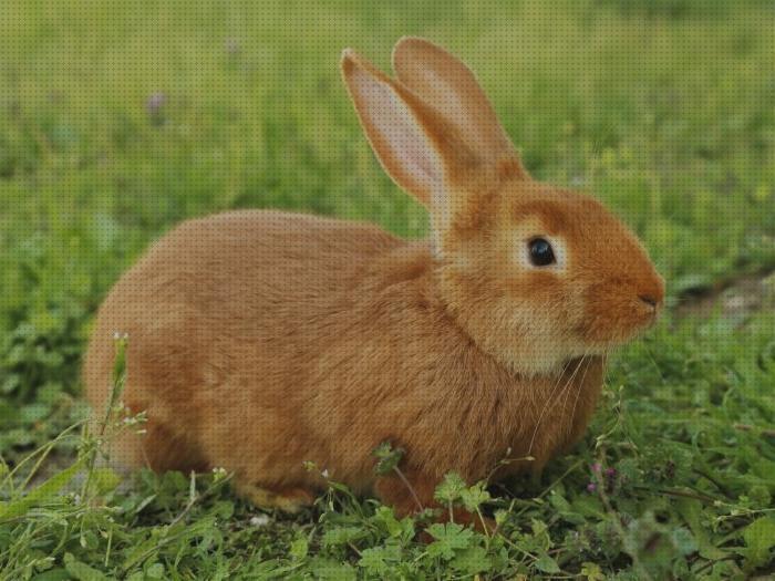 Los mejores 18 Animales De Granjas Para Niños Conejos