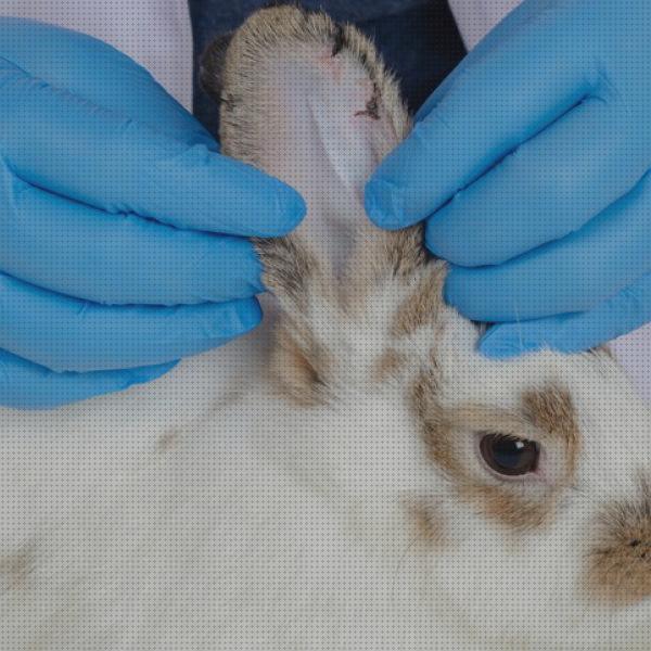 Las mejores marcas de antibiotico conejos antibiotico para curar escara a conejos