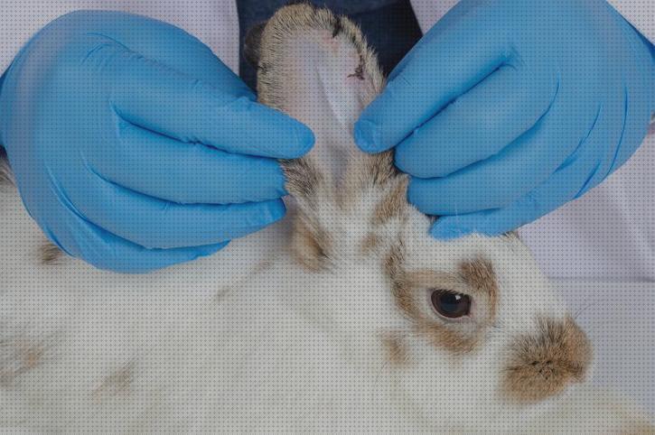 Los mejores 15 Antibiotico Para Curar Escara A Conejos