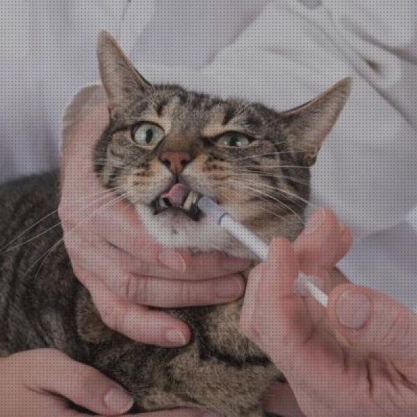Review de antibiotico para gatos resfriados