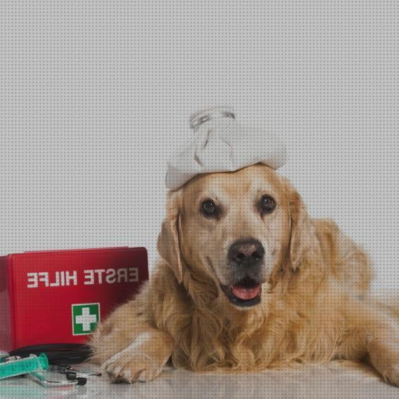 Las mejores antibioticos perros antibioticos de uso veterinario para perros