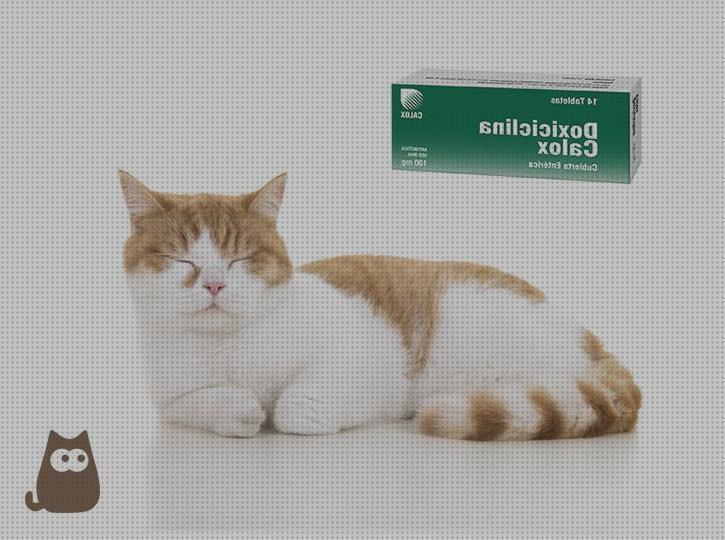 Las mejores antibioticos gatos antibioticos para gatos con gripe