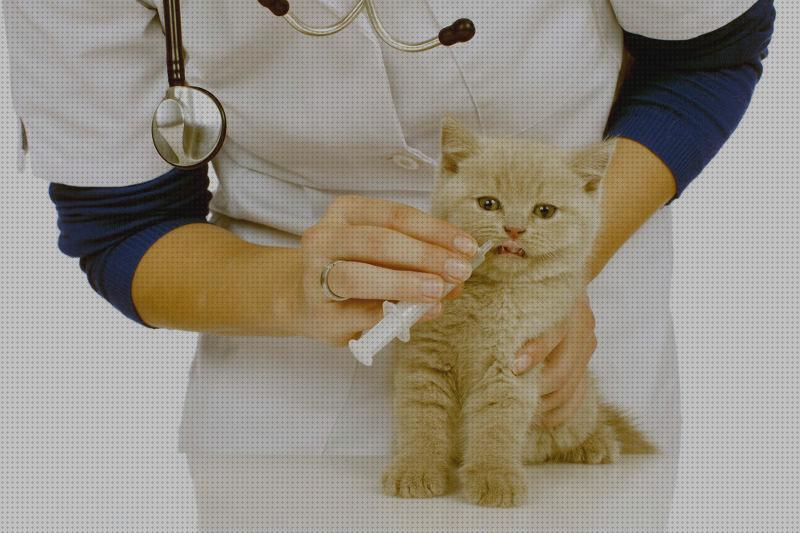 Los mejores 10 Antibioticos Para Gatos Heridas