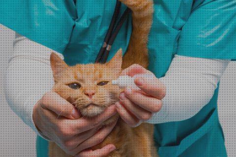 ¿Dónde poder comprar antibioticos gatos antibioticos para infeccion ojos gatos?