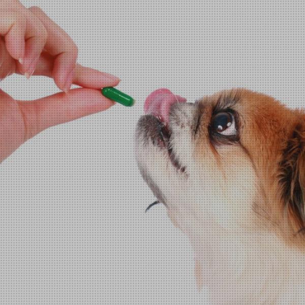 ¿Dónde poder comprar antibioticos perros antibioticos para perros de uso humano?