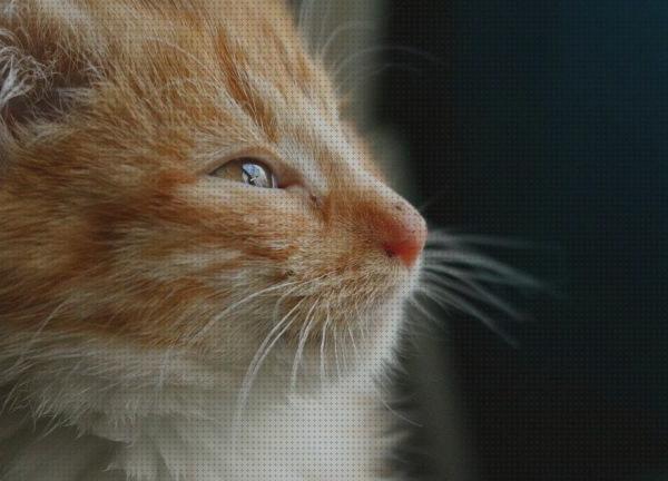 ¿Dónde poder comprar humanos gatos antiinflamatorios humanos para gatos?
