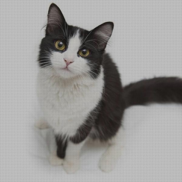 Las mejores antipulgas gatos antipulgas oral para gatos