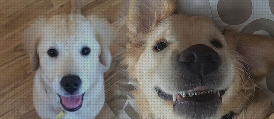 10 Mejores Aparato De Dientes Para Perros 2020