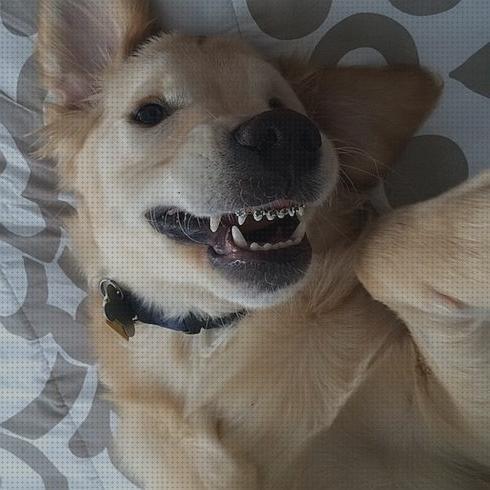 10 Mejores Aparato De Dientes Para Perros