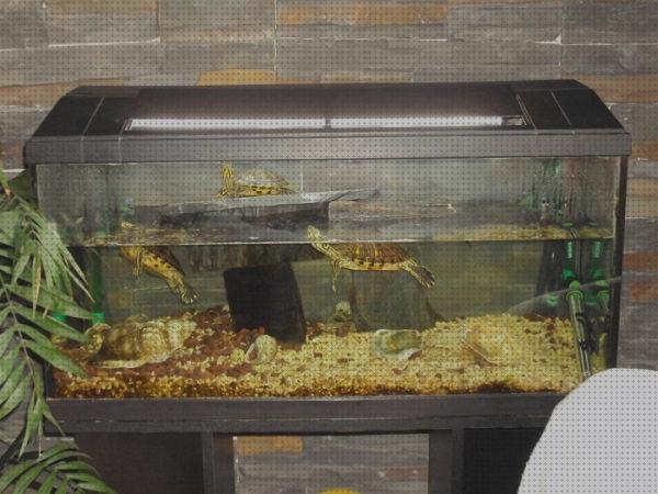 ¿Dónde poder comprar tortugas aquarium para tortugas de agua?