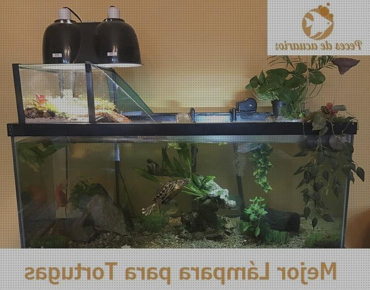 Las mejores marcas de tortugas aquarium para tortugas de agua