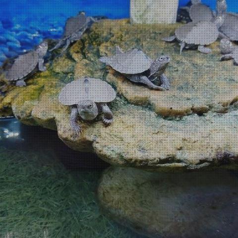 Las mejores tortugas aquatio con piedra para tortugas