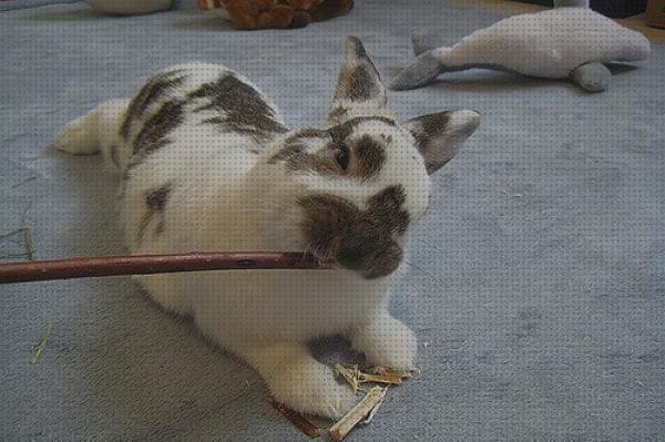 Opiniones de los 18 mejores Arboles Juguetes Para Conejos