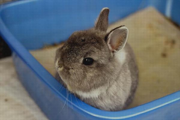 ¿Dónde poder comprar arenas conejos arena absorbente para conejos?