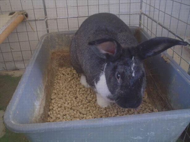 ¿Dónde poder comprar arenas conejos arena para conejos?