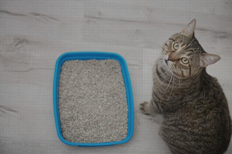 Las mejores marcas de arenas gatos arena recomendada para gatos