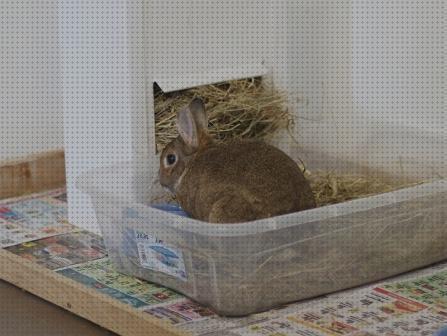 Las mejores arenas conejos arena sanitaria para conejos