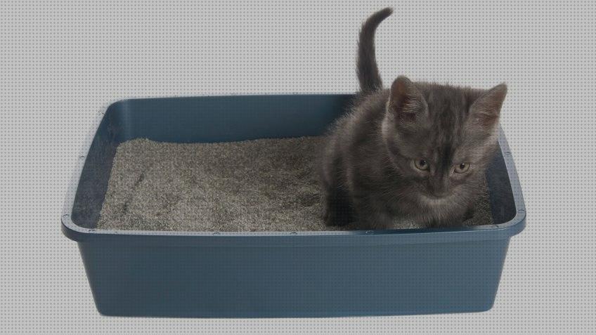 Las mejores marcas de arenas gatos arena higienica para gatos