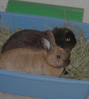 Las mejores marcas de arenas conejos arena sanitaria para conejos